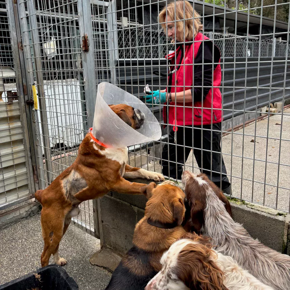 Protectora de animales Muxa de Lugo