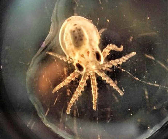 Larva de pulpo en una imagen del CSIC