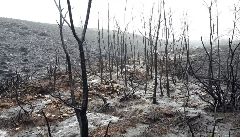 Escorrentía en un bosque quemado