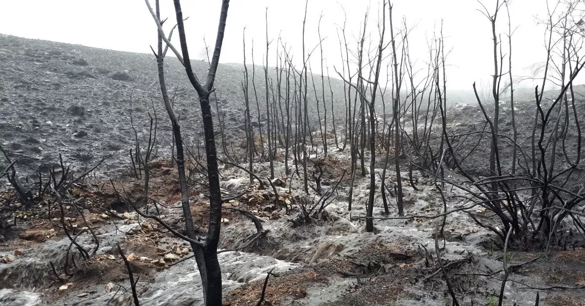 Escorrentía en un bosque quemado