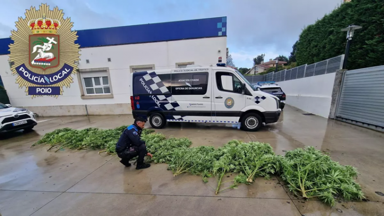 Localizan y desmantelan una plantación de marihuana en Campelo, Poio