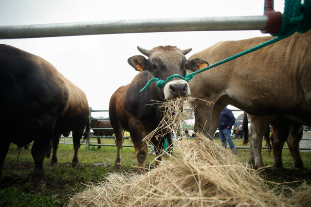 Archivo - Ganado alimentándose