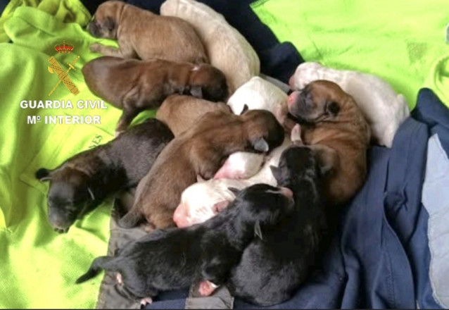 La Guardia Civil investiga a un vecino de Tomiño (Pontevedra) por un delito de maltrato animal, por supuestamente enterrar vivos a varios cachorros de perro.