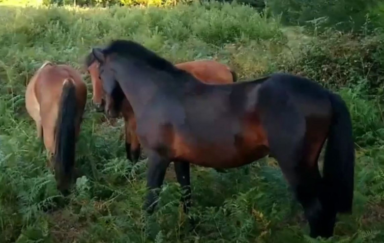 Caballos salvajes vuelven al monte gallego para ayudar a prevenir los incendios