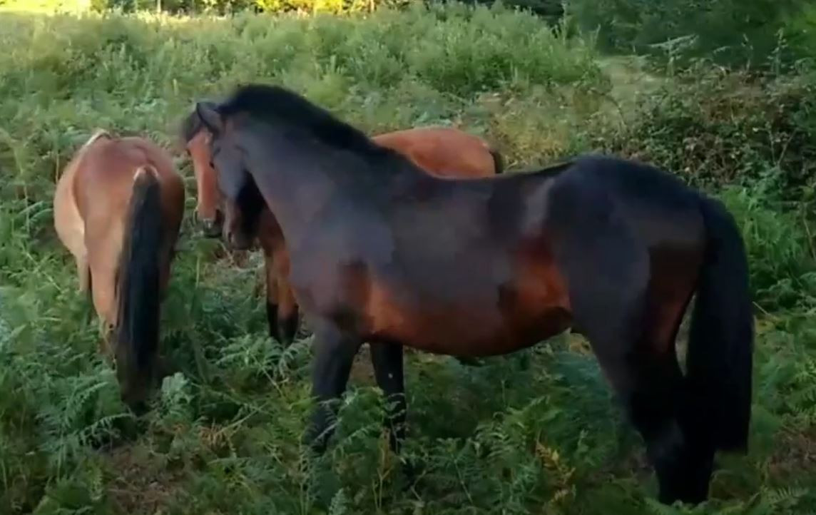 Los tres caballos salvajes reintroducidos en Froxu00e1n