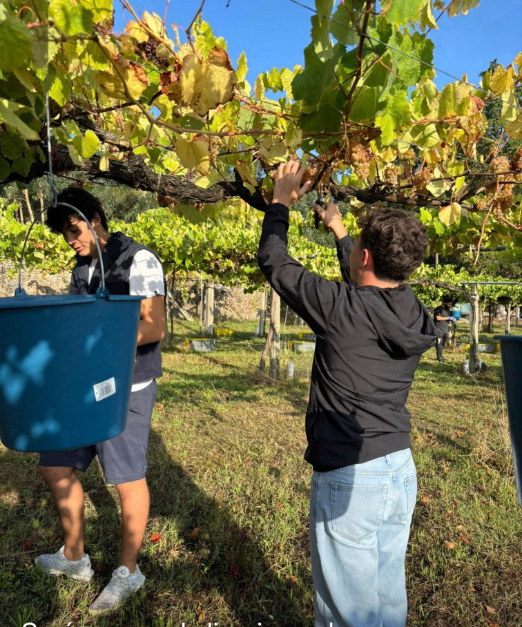Incautación de uva portuguesa en Salvaterra: cruce de versiones entre la Guardia Civil y una empresa