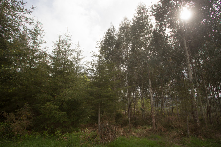 Las hectáreas de eucalipto crecieron un 6% entre 2022 y 2024 pese a la moratoria, según el inventario forestal de Galicia