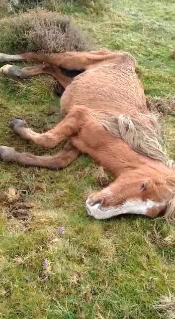 Caballo salvaje gallego de edad avanzada acostado en el monte antes de morir en una foto de Pedro Alonso
