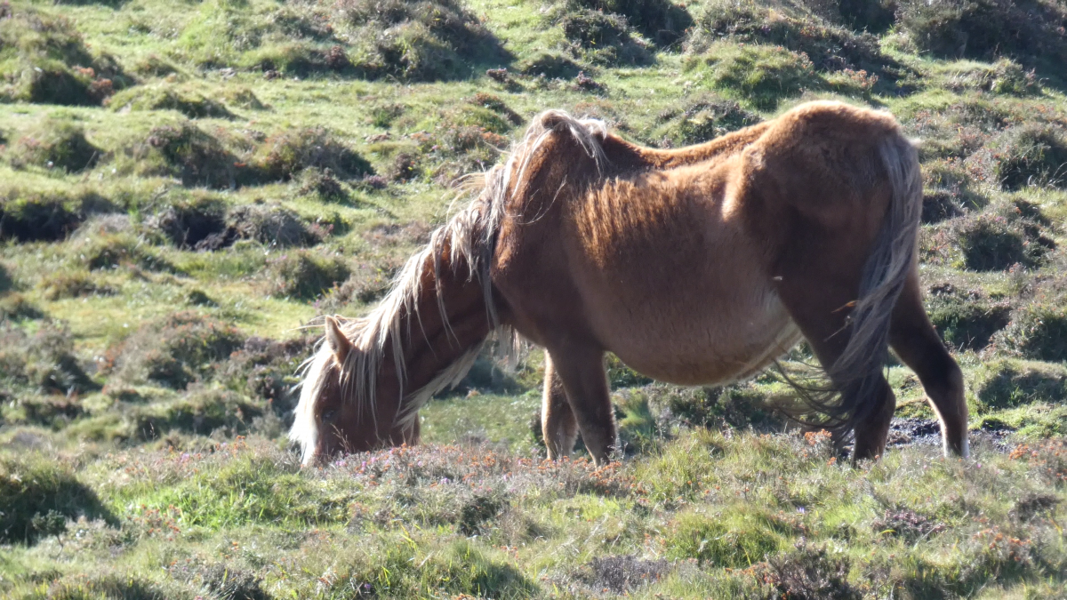 Caballo salvaje gallego de edad pastando en el monte antes de morir en una foto de Pedro Alonso