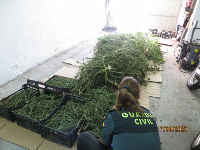 La Guardia Civil de Pobra de Trives (Ourense), incauta una plantación de marihuana de un vecino de la zona