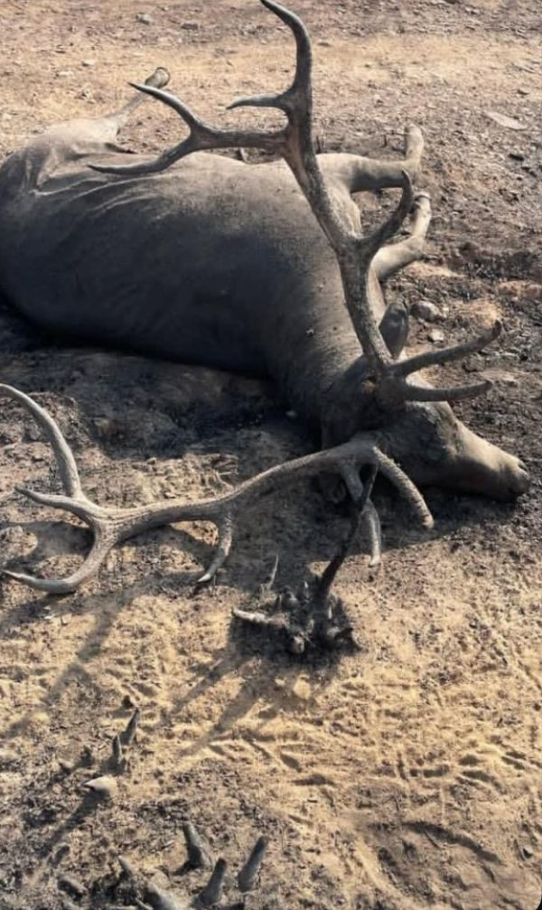 Ciervo calcinado en la Serra de Queixa durante los incendios de 2025 en una imagen de incenxdiario blogspot