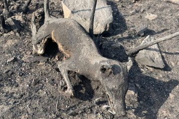 Lobo calcinado en la Serra de Queixa durante los incendios de 2025 en una imagen de incenxdiario blogspot
