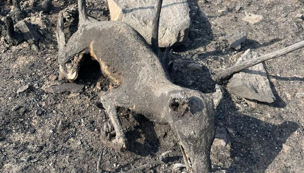 Lobo calcinado en la Serra de Queixa durante los incendios de 2025 en una imagen de incenxdiario blogspot