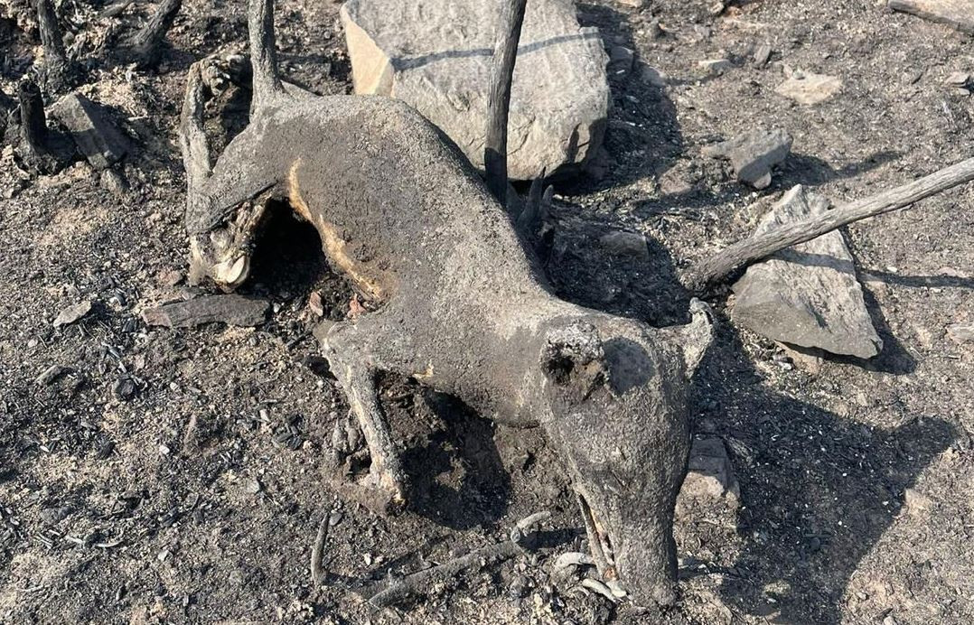 Lobo calcinado en la Serra de Queixa durante los incendios de 2025 en una imagen de incenxdiario blogspot