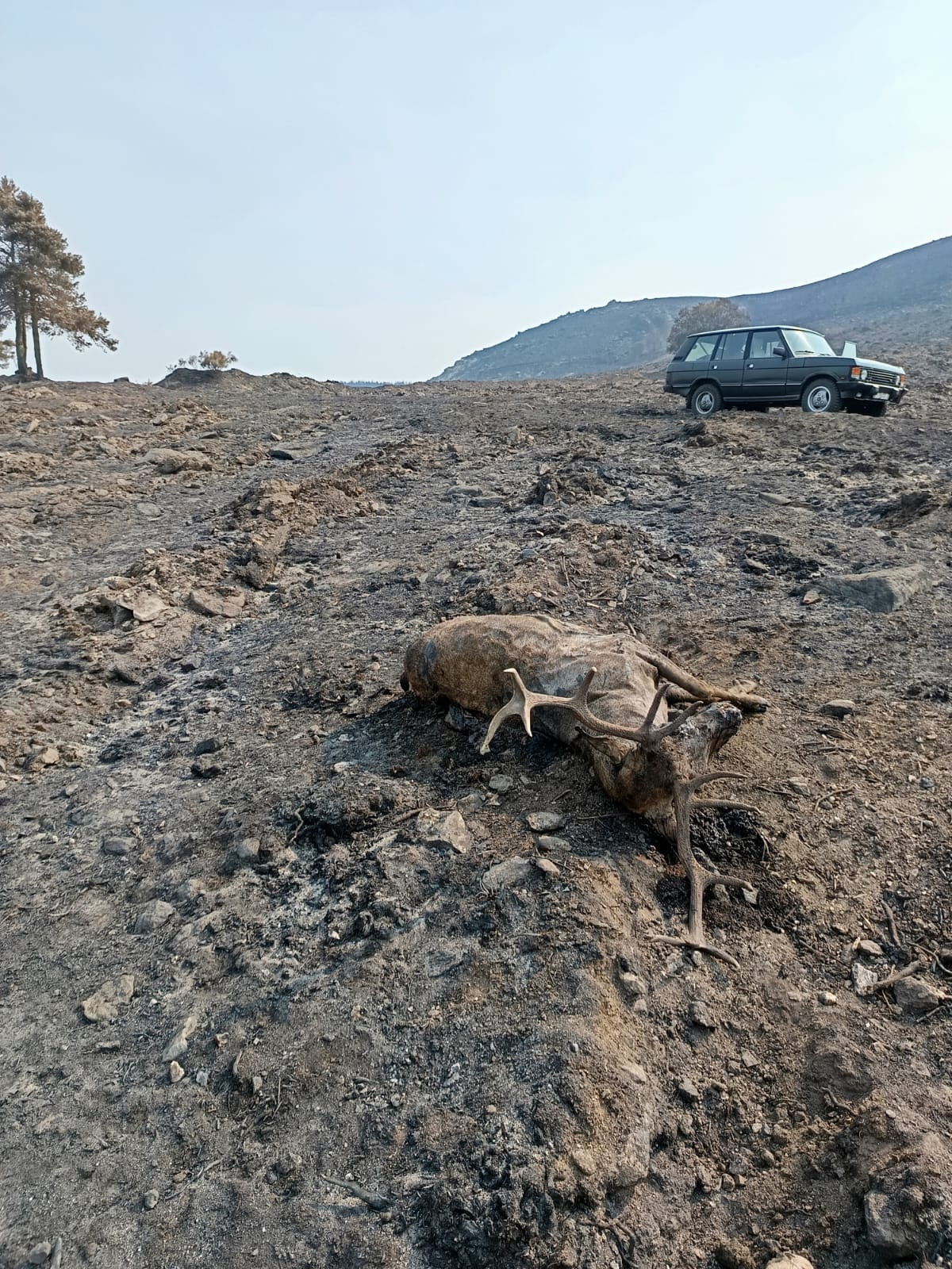 Cu00e9rvido calcinado en la Serra de Queixa durante los incendios de 2025 en una imagen de incenxdiario blogspot
