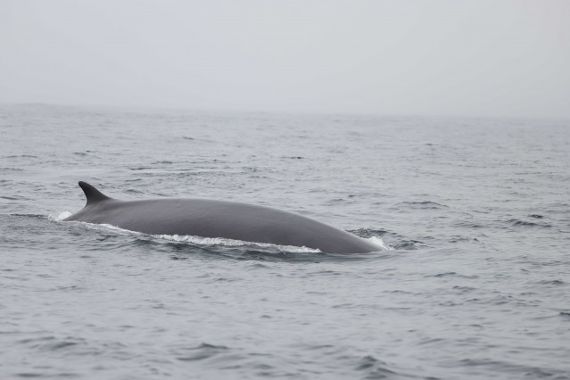 Ballena en aguas gallegas