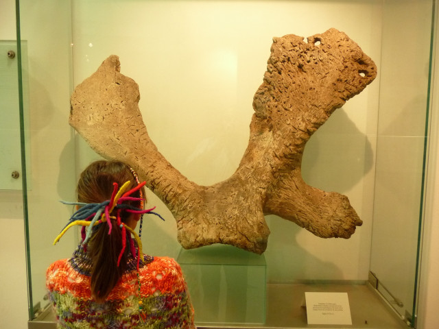 Escápula de ballena gris encontrada en 1996 en el yacimiento castreño de la Campa Torres (Gijón), de los siglos IV-III antes de Cristo, exhibida en el Faro del Parque Arqueológico-Natural de la Campa Torres