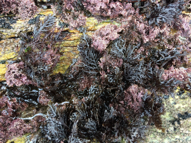 Algas en el Atlántico