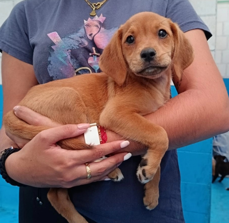El Corte Inglés y el refugio Gatocan se unen para celebrar juntos el Día Mundial de los Animales