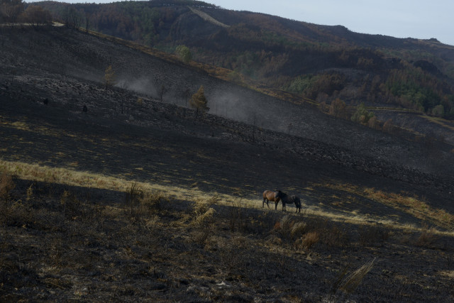 Caballos en una ladera calcinada tras el paso del fuego, en la serra de San Mamede, en Ourense, Galicia (España)