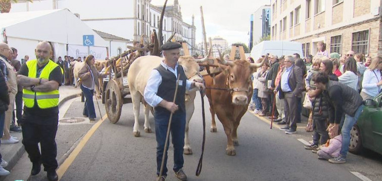 Ingresan en la UCI del Hula a una mujer tras ser embestida por una vaca en el desfile de ganado de San Froilán en Lugo