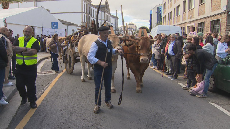 Permanece en la UCI la mujer de 31 años embestida por una vaca en el desfile de ganado del San Froilán