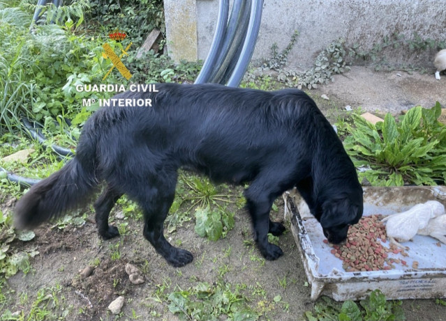 Denunciada una vecina de Gondomar (Pontevedra) por la aparición de 10 cachorros ahogados en un río del municipio.