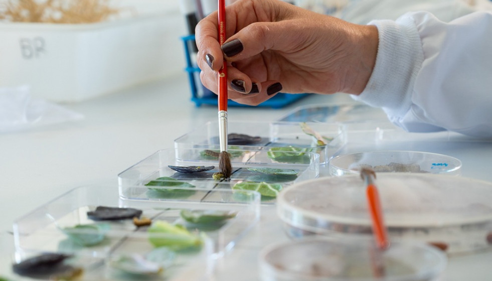 Laboratorio del CSIC