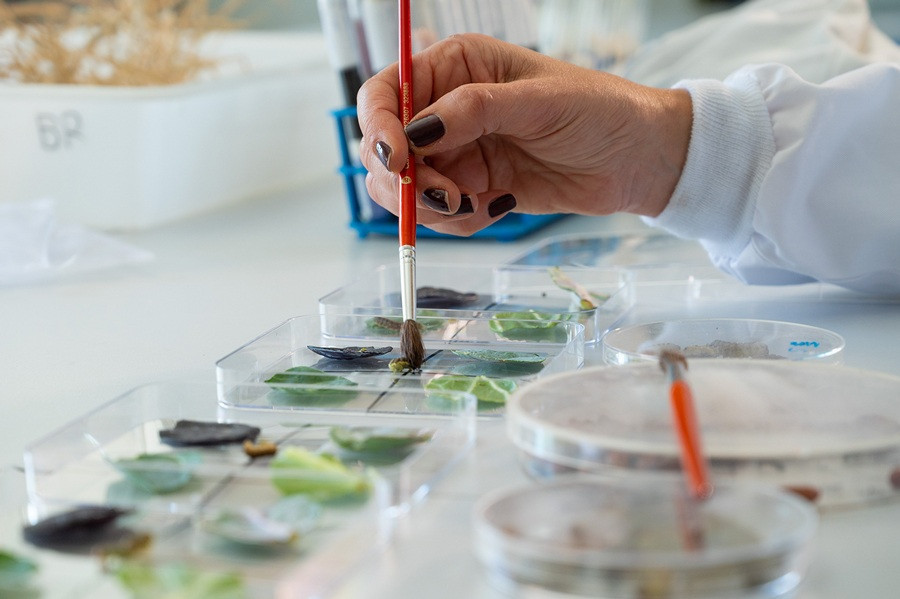 Laboratorio del CSIC