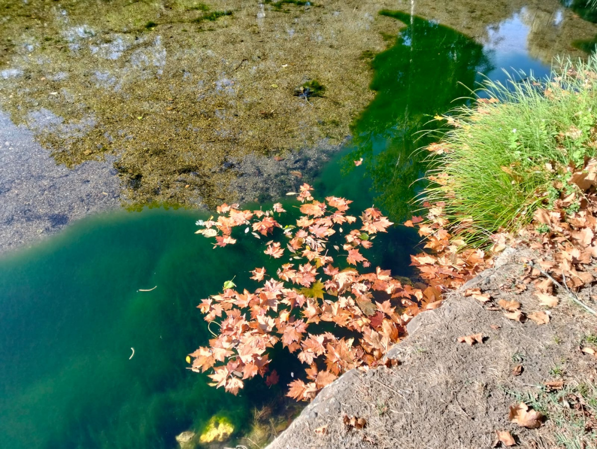 Alga ru00edo Tu00e1mega Laza