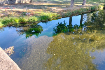 Alga río Támega Laza 2