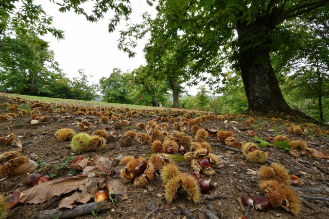 Archivo - Erizos con sus correspondientes castañas