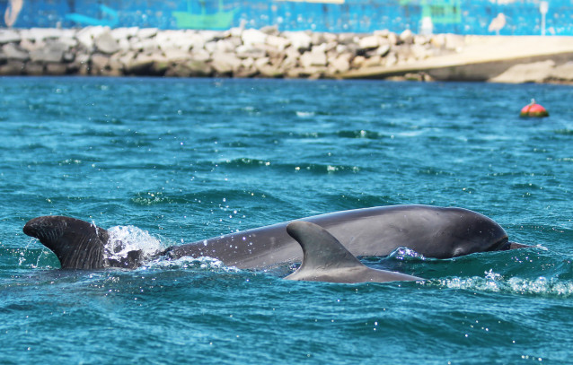 Archivo - Delfines Ladeira y Ladiña