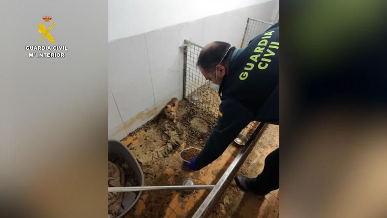 Hallan 250 cadáveres de animales en un criadero ilegal en Ordes