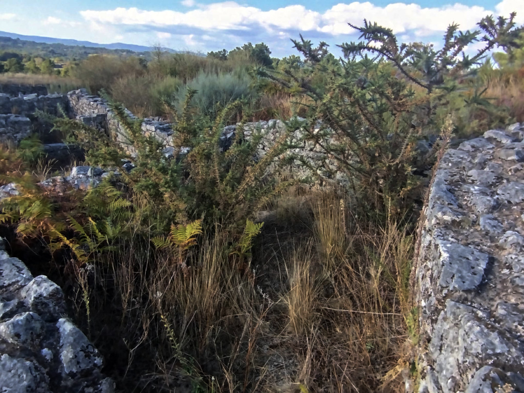 Tojos en una de las viviendas excavadas en la zona musealizada del Castro