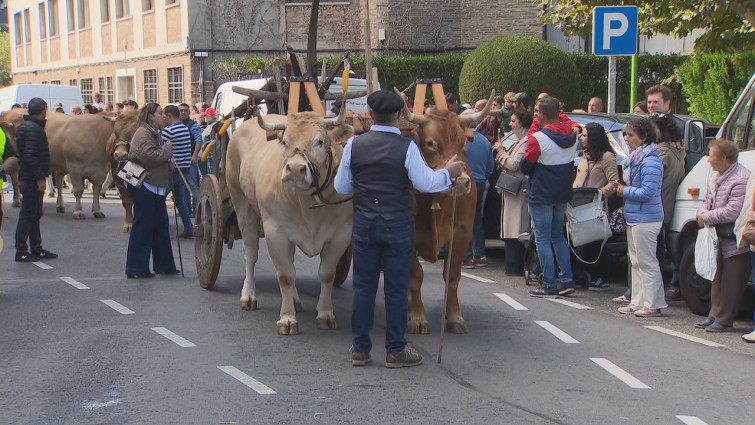 En manos de la justicia la muerte de la mujer de 33 años embestida por una vaca durante el San Froilán