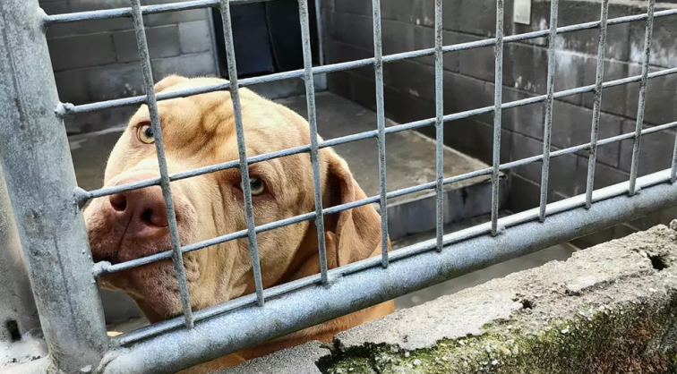 Campaña para evitar que sacrifiquen a Gosu, el perro PPP 