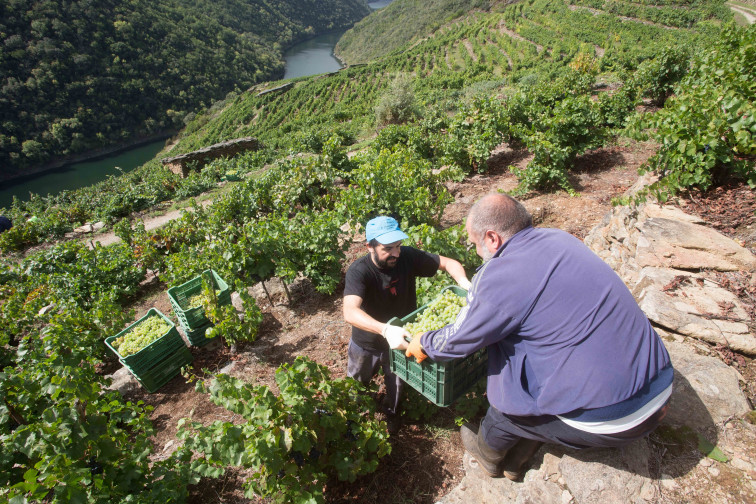 Vendimia histórica en Galicia con 76 millones de kilos de uva recogidos