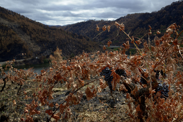 Archivo - Viñedos quemados de la parroquia de Seadur