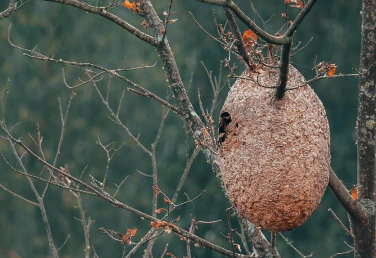 Nido de avispa velutina
