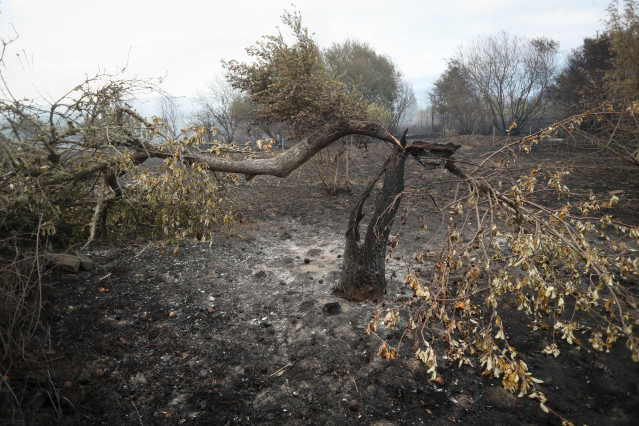 Archivo - Zonas calcinadas por el incendio de Pontón durante la realización de labores de extinción del incendio de Pantón, a 22 de septiembre de 2025, en Pantón, Lugo.