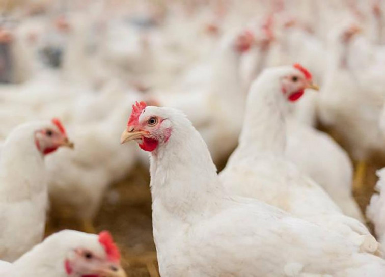 40 concellos deberán confinar a sus gallinas a partir del 10 de noviembre por la gripe aviar