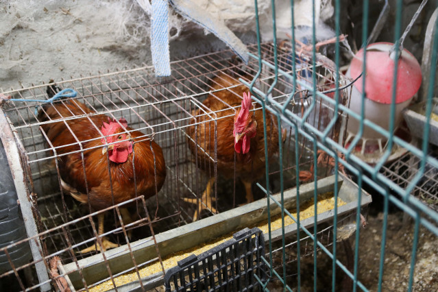 Gallinas en gallineros en A Mariña, a 9 de noviembre de 2025, en A Mariña, Lugo, Galicia (España). Se trata de explotaciones avícolas de los concellos de Barreiros, Ribadeo y A Pontenova.