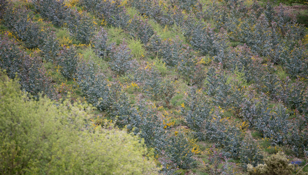 Archivo - Repoblación de eucalipto en O Cádavo, A Fonsagrada a 22 de abril de 2021, en Lugo, Galicia (España). La moratoria para la plantación de eucalipto entrará en vigor en mayo, para acelerar