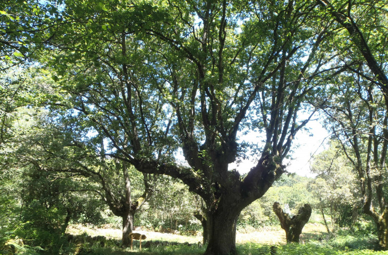 Los carballos brotan como respuesta entre la crisis de la industria maderera y la polémica con el eucalipto