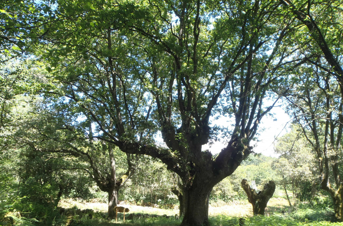Carballo de Padroso, en Xunqueira de Ambía (Ourense).