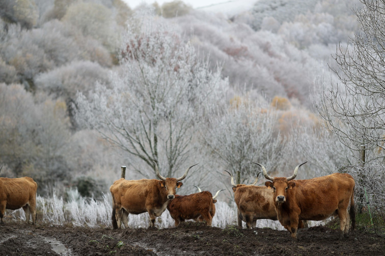 Las montañas de Lugo reciben las primeras nieves del año mientras siguen cayendo los termómetros