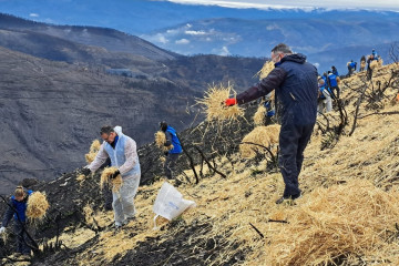 Voluntarios de Abanca y Afundación trabajan para proteger los suelos y las cuencas hídricas afectadas por los incendios