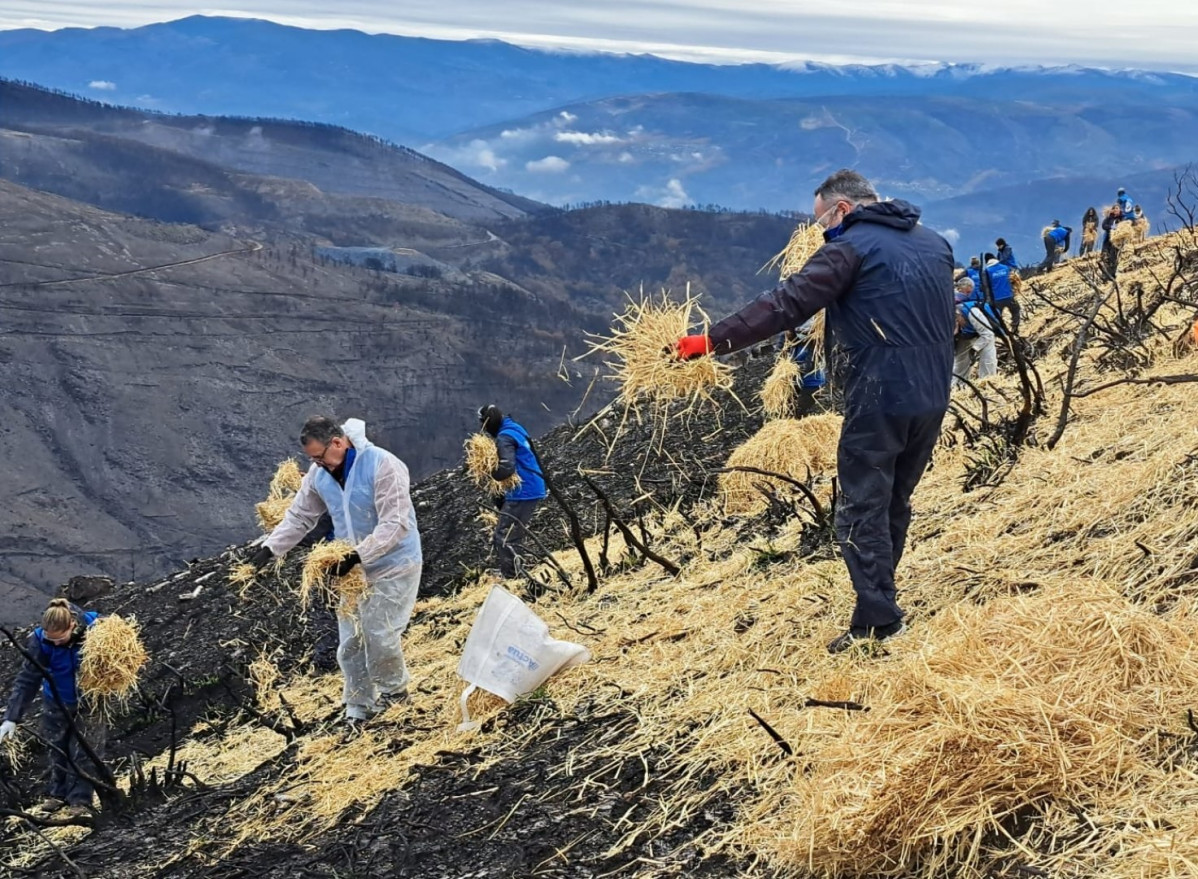 Voluntarios de Abanca y Afundación trabajan para proteger los suelos y las cuencas hídricas afectadas por los incendios