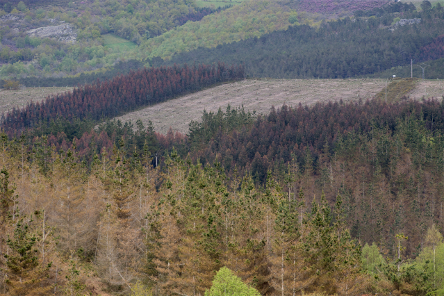 Archivo - Aspecto de una finca talada de pino entre dos grandes masas de eucalipto en Candaido, A Fonsagrada, a 22 de abril de 2021, en Lugo, Galicia (España). La moratoria para la plantación de eucalipto entrará en vigor en mayo, para acelerar se está pr